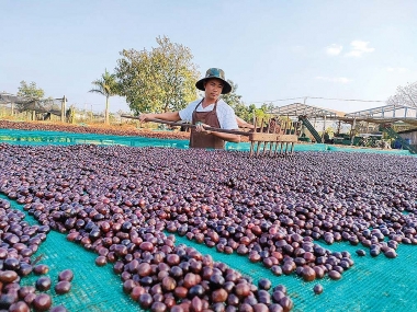 Xây dựng cơ sở lý luận cho mô hình kinh tế tuần hoàn trong lĩnh vực chế biến cà phê tại Việt Nam