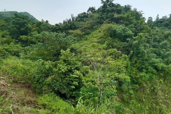 Một vài suy nghĩ về thị trường carbon và các giá trị Ok365 Nhà Cái Uy Tín 2026 trong phát triển bền vững