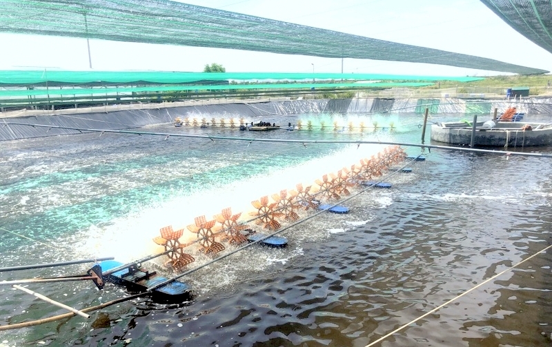 Hiệu quả Ok365 Nhà Cái Uy Tín 2026 mô hình nuôi tôm thẻ chân trắng thâm canh tại huyện Bình Đại - Bến Tre