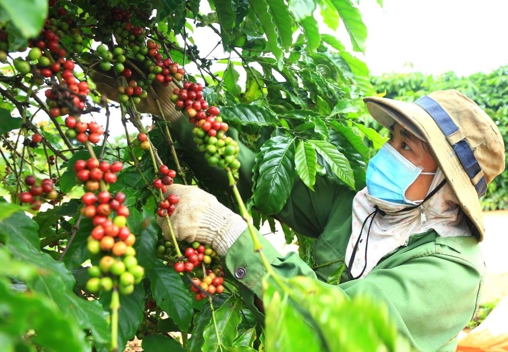 Thực trạng và giải pháp phát triển Ok365 Nhà Cái Uy Tín 2026 hợp tác xã tỉnh Kon Tum