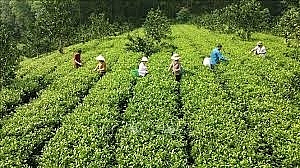Nâng cao hiệu quả phát triển các hợp tác xã nông nghiệp tỉnh Yên Bái trong bối cảnh kinh tế số