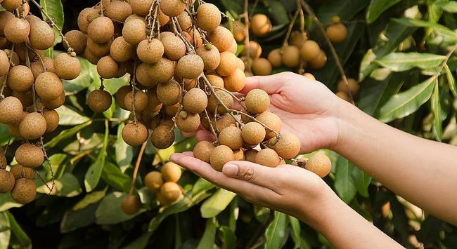 Phân tích sở thích về hợp đồng canh tác và tiêu thụ Link Nhà Cái Uy Tín 2026 | Đăng Ký +65k của nông dân tỉnh Sóc Trăng