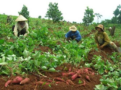 Cần quản lý chặt chẽ việc thương lái nước ngoài thu mua Link Nhà Cái Uy Tín 2026 | Đăng Ký +65k