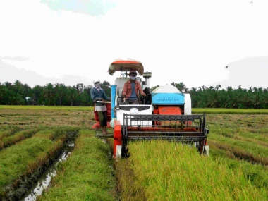 Sản xuất nông, lâm nghiệp và thuỷ sản quý I/2016: giảm 1,32%