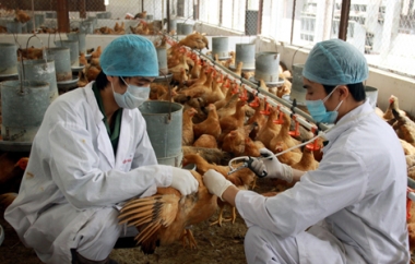 Tập trung phòng chống cúm gia cầm xâm nhiễm vào trong nước