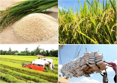 Tích cực triển khai Đề án phát triển thương hiệu gạo Việt Nam