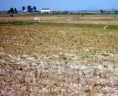 Tháng 05/2016, ngành nông nghiệp tiếp tục gặp khó