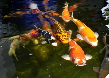 Cá Koi Việt bất ngờ lập kỳ tích tại 2nd Young Koi Show 2017