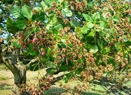 Gỡ khó để ngành điều phát triển bền vững