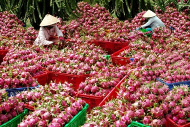 Nơi cung cấp trái cây uy tín- chất lượng