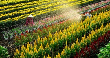 Đồng Tháp - Điểm đến đầu tiên của FLC tại Tây Nam Bộ