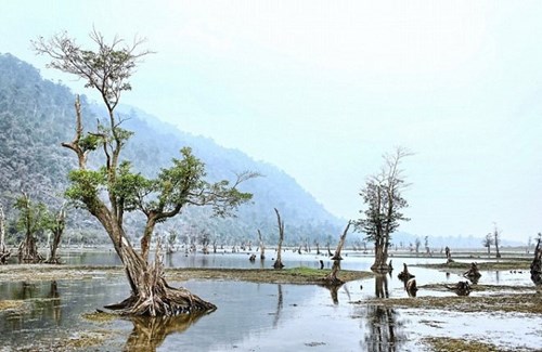 Những gốc c&acirc;y kh&ocirc; độc đ&aacute;o