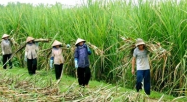 Thị trường đường thế giới chưa thoát khỏi rủi ro giảm giá