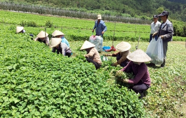 Hơn 36 nghìn tổ hợp tác sẽ được đăng ký hoạt động