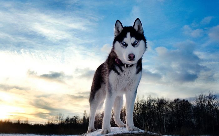 Ch&oacute; husky - Những giống ch&oacute; cảnh đẹp nhất | Lo&agrave;i ch&oacute; đẹp nhất thế giới
