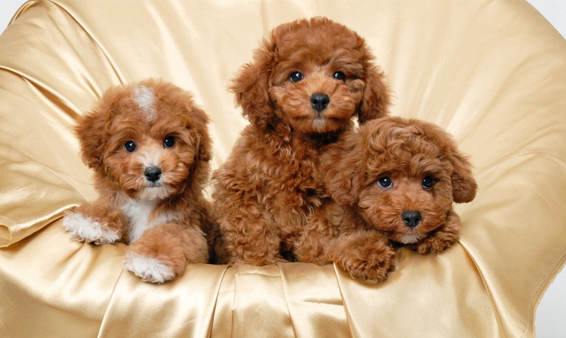 ch&oacute; poodle - Những giống ch&oacute; cảnh đẹp nhất | Lo&agrave;i ch&oacute; đẹp nhất thế giới