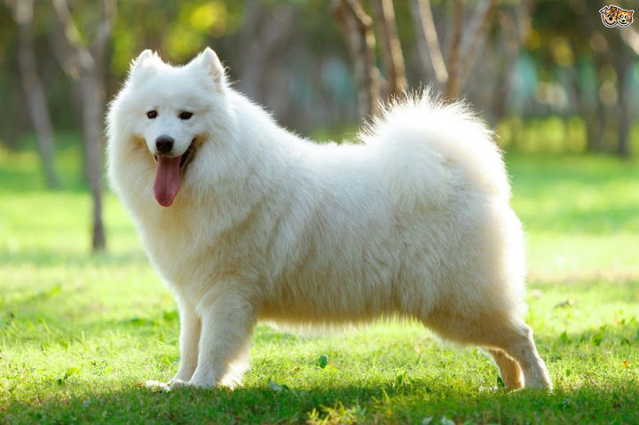 ch&oacute; samoyed - Những giống ch&oacute; cảnh đẹp nhất | Lo&agrave;i ch&oacute; đẹp nhất thế giới