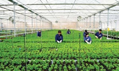 Đâu là những hoạt động đặc thù của hợp tác xã nông nghiệp?
