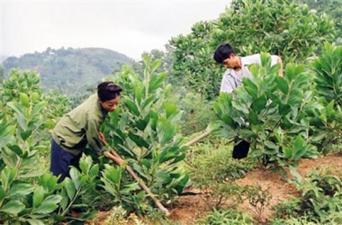 Hỗ trợ khoán bảo vệ rừng 400.000 đồng/ha/năm