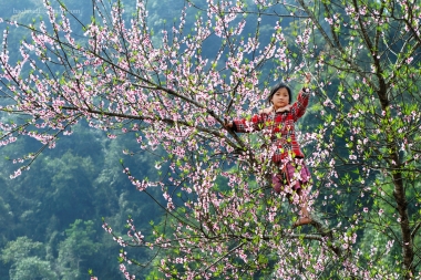 Đẹp ngỡ ngàng những mùa hoa ở Mộc Châu