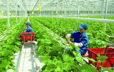 Đến năm 2030, xử lý dứt điểm các HTX chưa chuyển đổi theo Luật hợp tác xã năm 2012