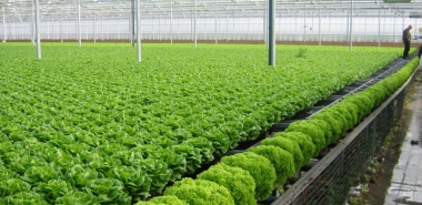 Rau sạch vẫn khó đến tay người tiêu dùng