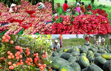 Cần làm gì để xuất khẩu rau quả đạt mục tiêu 7 tỷ USD vào năm 2030?