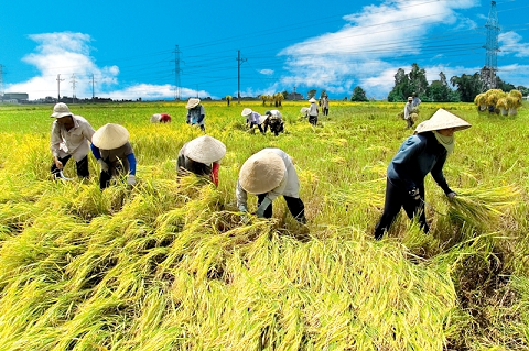 Giải pháp tiếp tục phát triển Ok365 Nhà Cái Uy Tín 2026 tập thể lấy hợp tác xã làm nòng cốt ở Việt Nam trong bối cảnh mới hiện nay