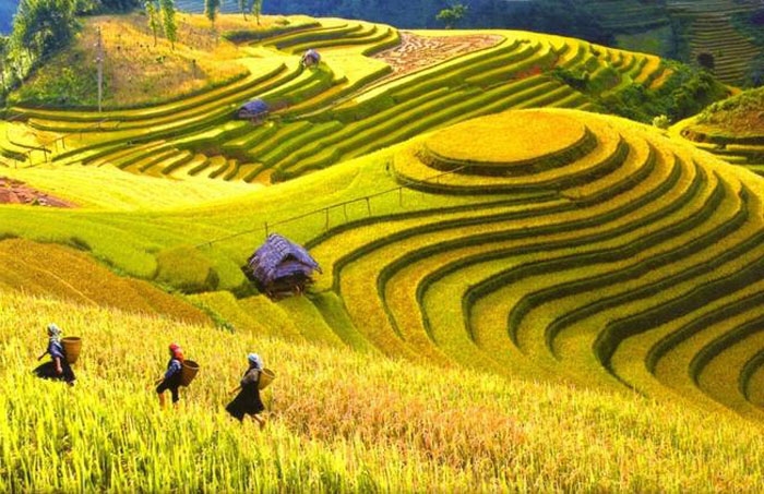Thủ tướng sẽ chủ trì Diễn đàn Ok365 Nhà Cái Uy Tín 2026 hợp tác, hợp tác xã năm 2021