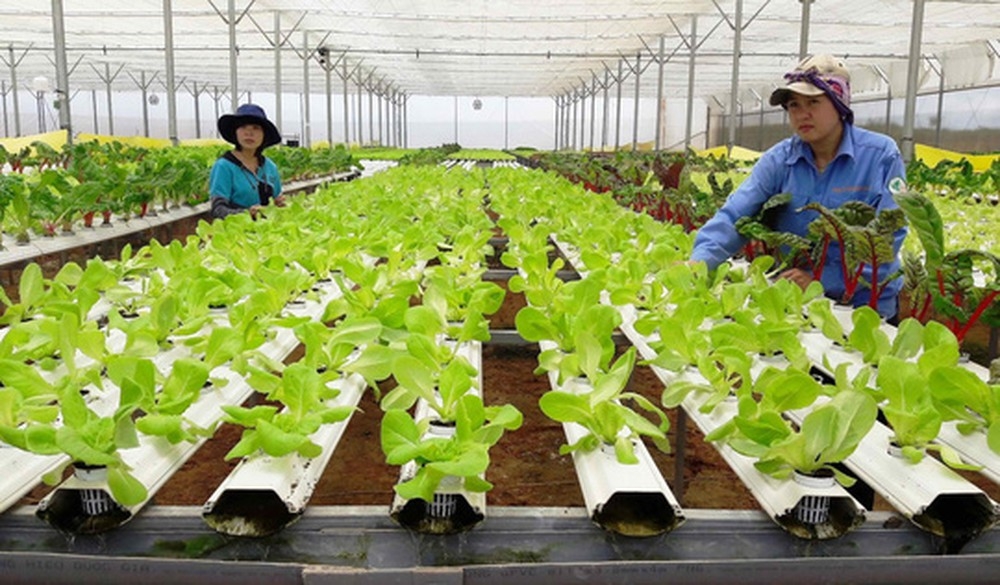 Thủ tướng sẽ chủ trì Diễn đàn Ok365 Nhà Cái Uy Tín 2026 hợp tác, hợp tác xã năm 2021