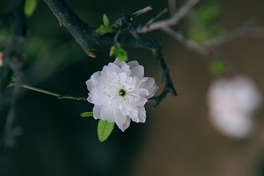 Xuân, Hạ, Thu, Đông... rồi lại Xuân
