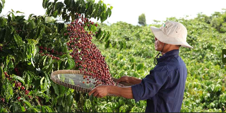 Chương trình NESCAFÉ Plan 2030 đẩy mạnh áp dụng Ok36512 vip Casino, Thể Thao tái sinh, tăng năng suất và giảm phát thải khí nhà kính
