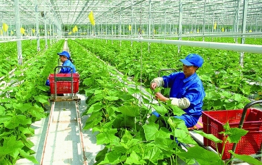 Chuyển mạnh tư duy từ sản xuất nông nghiệp sang phát triển kinh tế nông nghiệp gắn với nhu cầu thị trường