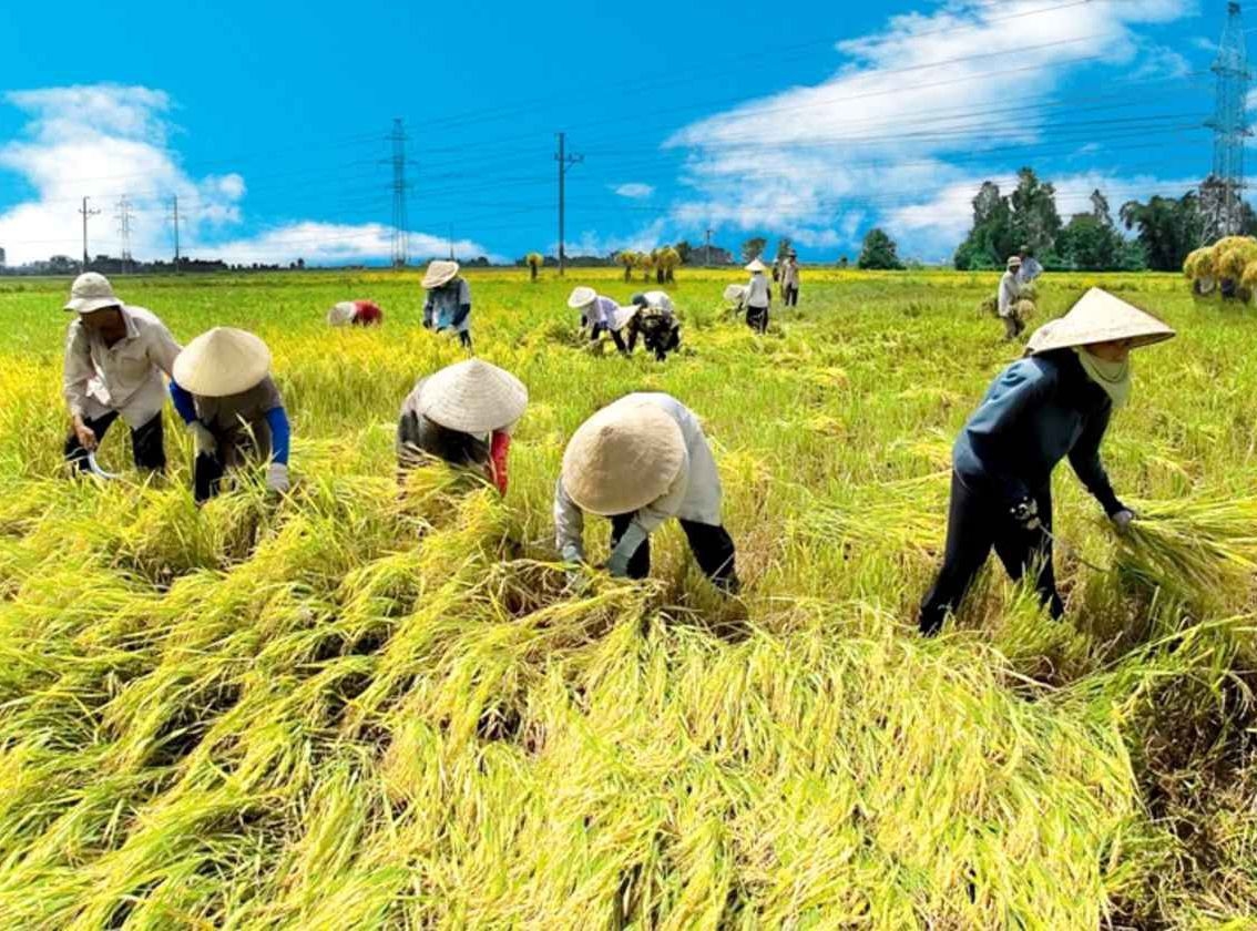 Nhân tố ảnh hưởng đến Ok365 com vn sòng bạc trực tuyến tham gia hợp tác xã của nông dân trồng lúa ở Đồng bằng sông Cửu Long