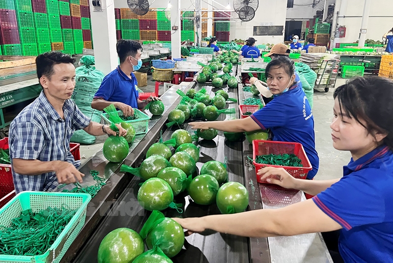 Phát triển chuỗi giá trị bưởi tại xã Đồng Lê, tỉnh Quảng Trị: Góc nhìn từ Ok 365 bet cc Trang Web Giải Trí đến tiêu thụ và hiệu quả Ok365 Nhà Cái Uy Tín 2026