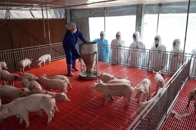 Chăn nuôi gặp khó khăn do giá bán thấp, nguồn cung tăng trong khi nhu cầu vẫn thấp