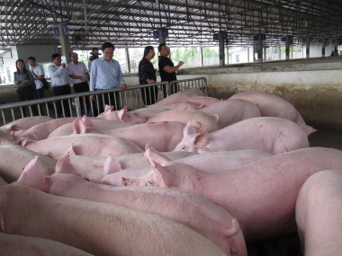 Sắp có nghị định mới về hướng dẫn chi tiết Luật Chăn nuôi