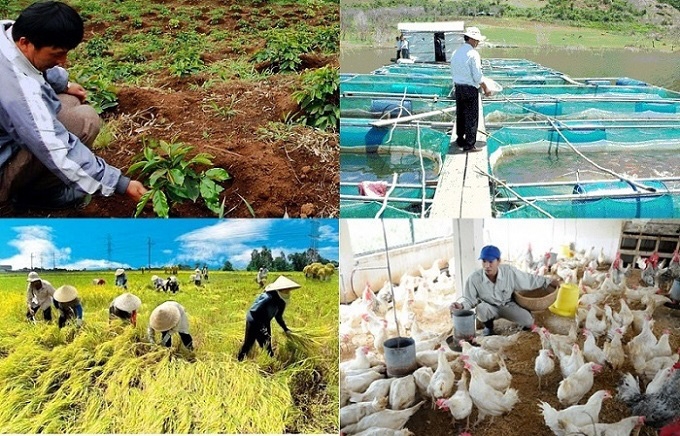 Chăn nuôi phát triển ổn định, nuôi trồng thủy sản phát triển khá, song khai thác thủy sản biển gặp khó khăn