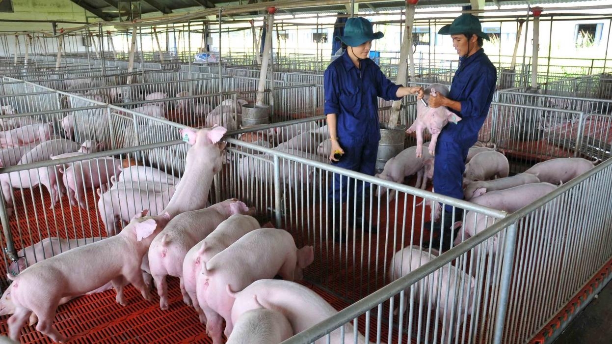 Chăn nuôi gặp khó khăn do giá lợn hơi thấp trong khi giá Ok 365 cá cược trực tuyến chăn nuôi giảm chậm, dịch tả lợn châu Phi xuất hiện trở lại ở một số OK365 Thiên đường trò chơi điện tử top 1 Châu Á