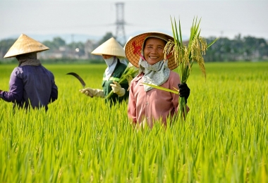 Ngành nông nghiệp đã thể hiện rõ vai trò bệ đỡ của nền kinh tế
