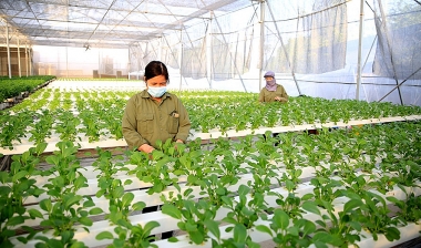 Phát triển nông nghiệp xanh trên địa bàn TP. Hà Nội – Thực trạng và giải pháp