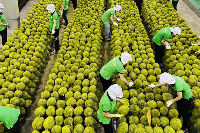 Giải pháp vượt rào cản phi thuế quan để thúc đẩy xuất khẩu hàng Link Nhà Cái Uy Tín 2026 | Đăng Ký +65k của Việt Nam