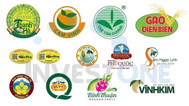 Một số quy định pháp luật sở hữu trí tuệ về hoạt động quản lý chỉ dẫn địa lý của tổ chức quản lý chỉ dẫn địa lý