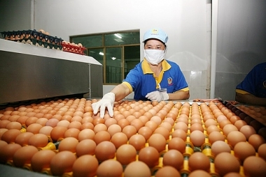 Hạn ngạch thuế quan nhập khẩu muối, trứng gia cầm năm 2023