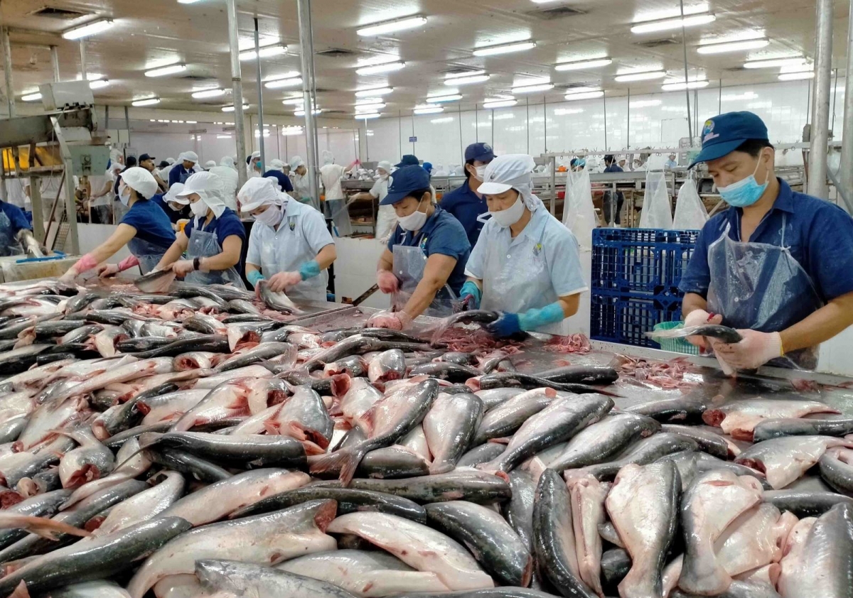 Nâng cao vai trò Ok365 com vn nổ hũ trong thúc đẩy phát triển bền vững ngành cá tra